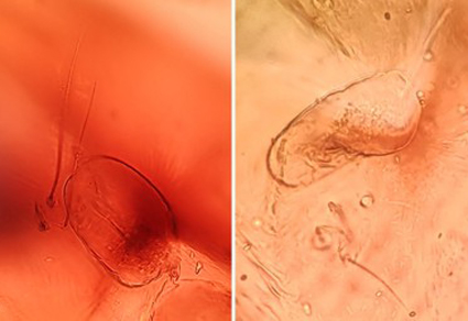 $publishedArticle->coverImageAltText