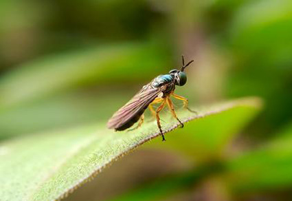 $publishedArticle->coverImageAltText