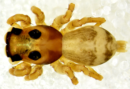 $publishedArticle->coverImageAltText