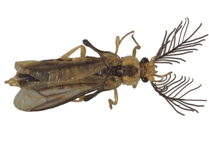 $publishedArticle->coverImageAltText