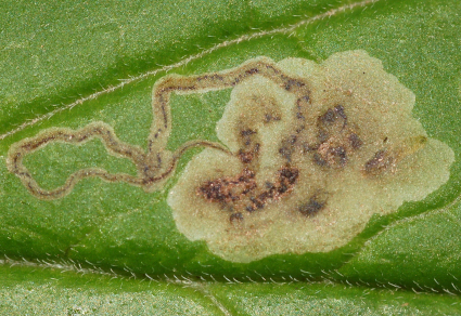 $publishedArticle->coverImageAltText