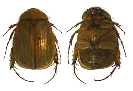 $publishedArticle->coverImageAltText