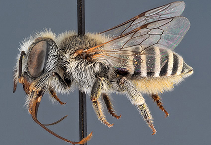 $publishedArticle->coverImageAltText