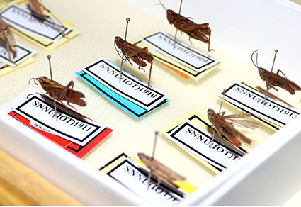 $publishedArticle->coverImageAltText