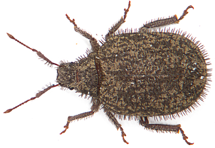 $publishedArticle->coverImageAltText