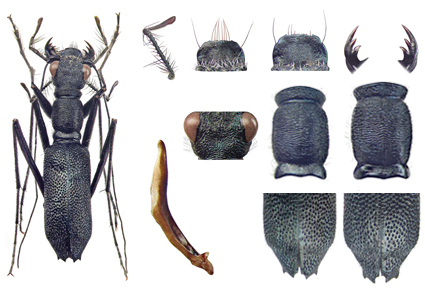 $publishedArticle->coverImageAltText