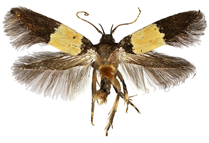 $publishedArticle->coverImageAltText