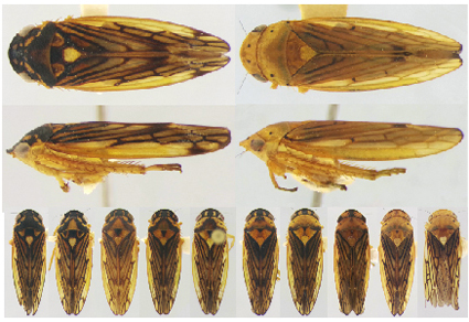 $publishedArticle->coverImageAltText