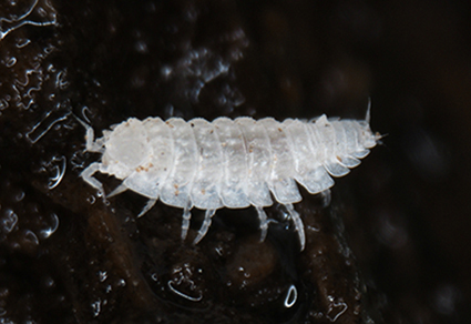 $publishedArticle->coverImageAltText