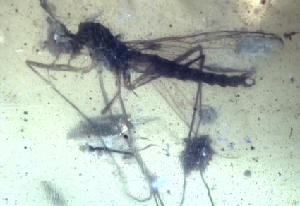 $publishedArticle->coverImageAltText