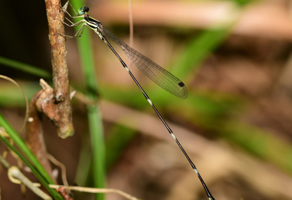 $publishedArticle->coverImageAltText