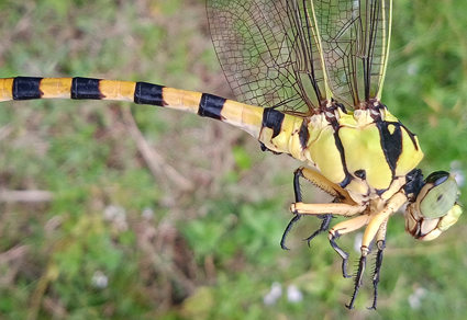 $publishedArticle->coverImageAltText