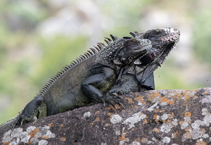 $publishedArticle->coverImageAltText