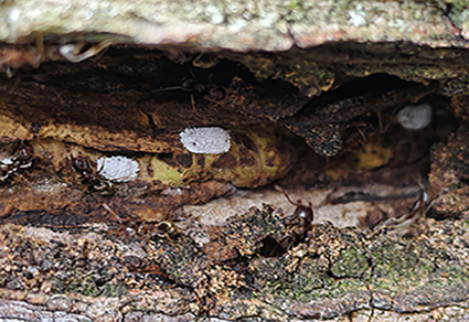 $publishedArticle->coverImageAltText