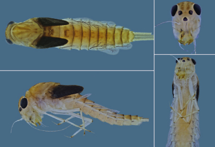 $publishedArticle->coverImageAltText