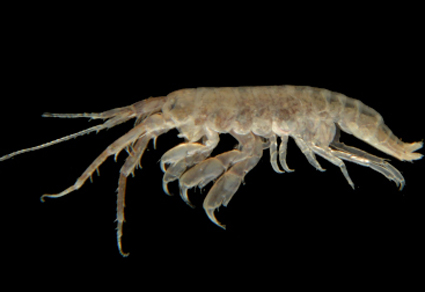 $publishedArticle->coverImageAltText