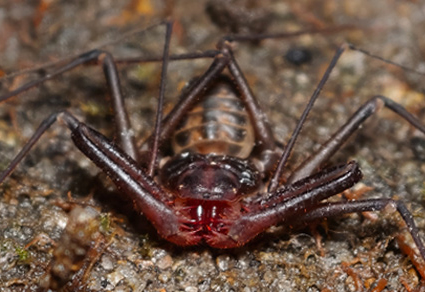 $publishedArticle->coverImageAltText