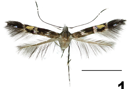 $publishedArticle->coverImageAltText