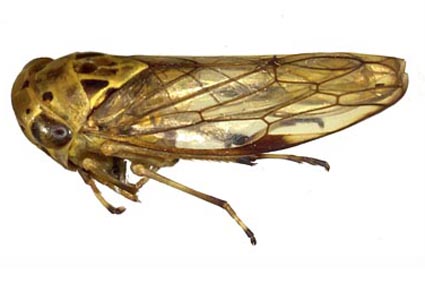 $publishedArticle->coverImageAltText