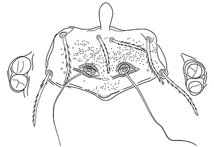 $publishedArticle->coverImageAltText