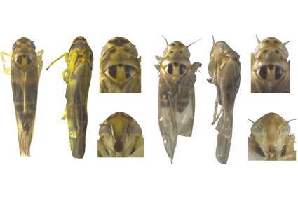 $publishedArticle->coverImageAltText