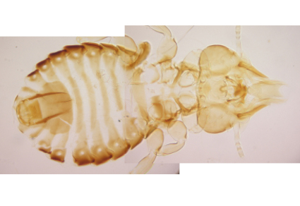 $publishedArticle->coverImageAltText