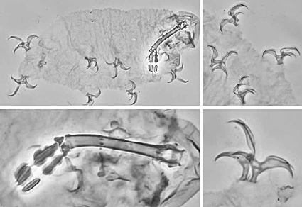 $publishedArticle->coverImageAltText