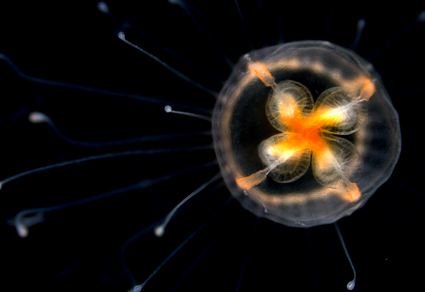 $publishedArticle->coverImageAltText