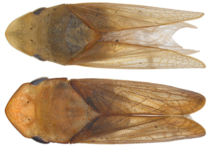 $publishedArticle->coverImageAltText