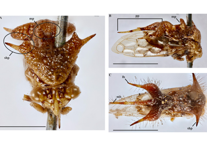 $publishedArticle->coverImageAltText