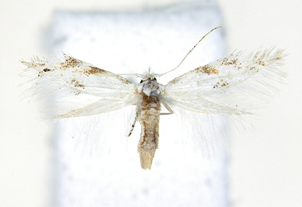 $publishedArticle->coverImageAltText