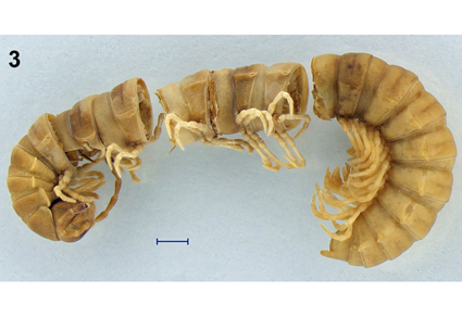 $publishedArticle->coverImageAltText