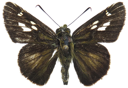 $publishedArticle->coverImageAltText