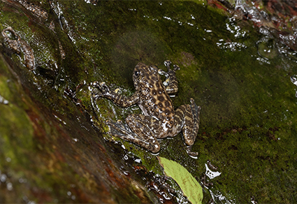 $publishedArticle->coverImageAltText