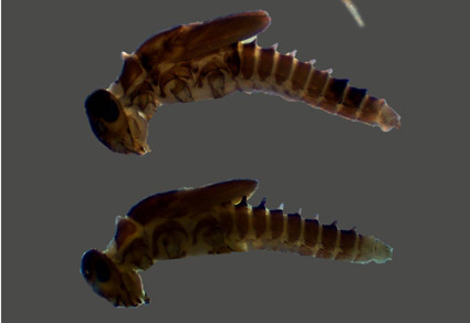 $publishedArticle->coverImageAltText