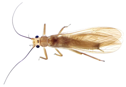 $publishedArticle->coverImageAltText