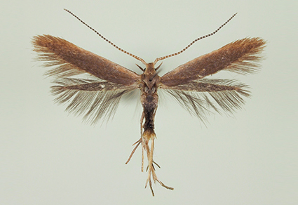 $publishedArticle->coverImageAltText