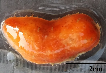 $publishedArticle->coverImageAltText