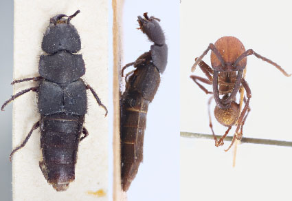 $publishedArticle->coverImageAltText