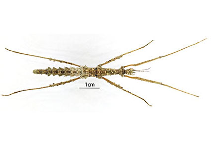 $publishedArticle->coverImageAltText