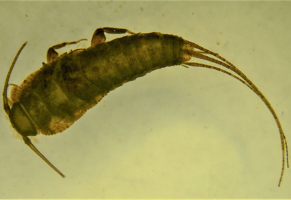 $publishedArticle->coverImageAltText