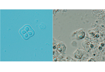 $publishedArticle->coverImageAltText