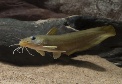 $publishedArticle->coverImageAltText