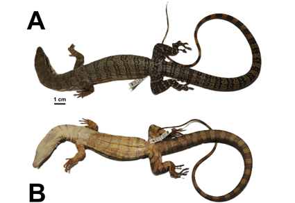 $publishedArticle->coverImageAltText