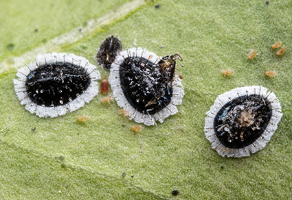 $publishedArticle->coverImageAltText