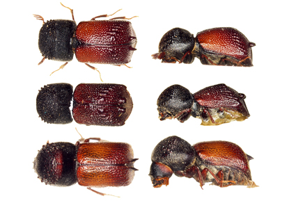 $publishedArticle->coverImageAltText