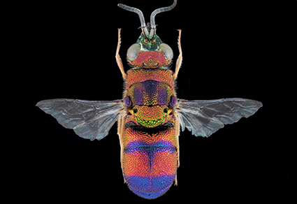 $publishedArticle->coverImageAltText