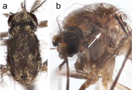 $publishedArticle->coverImageAltText