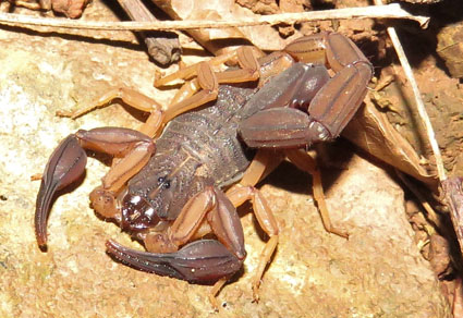 $publishedArticle->coverImageAltText