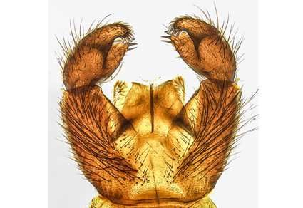 $publishedArticle->coverImageAltText